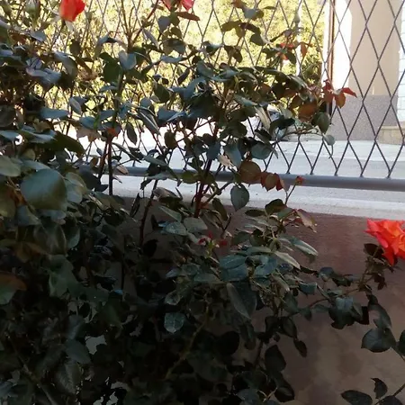Sunce 珀德垂那